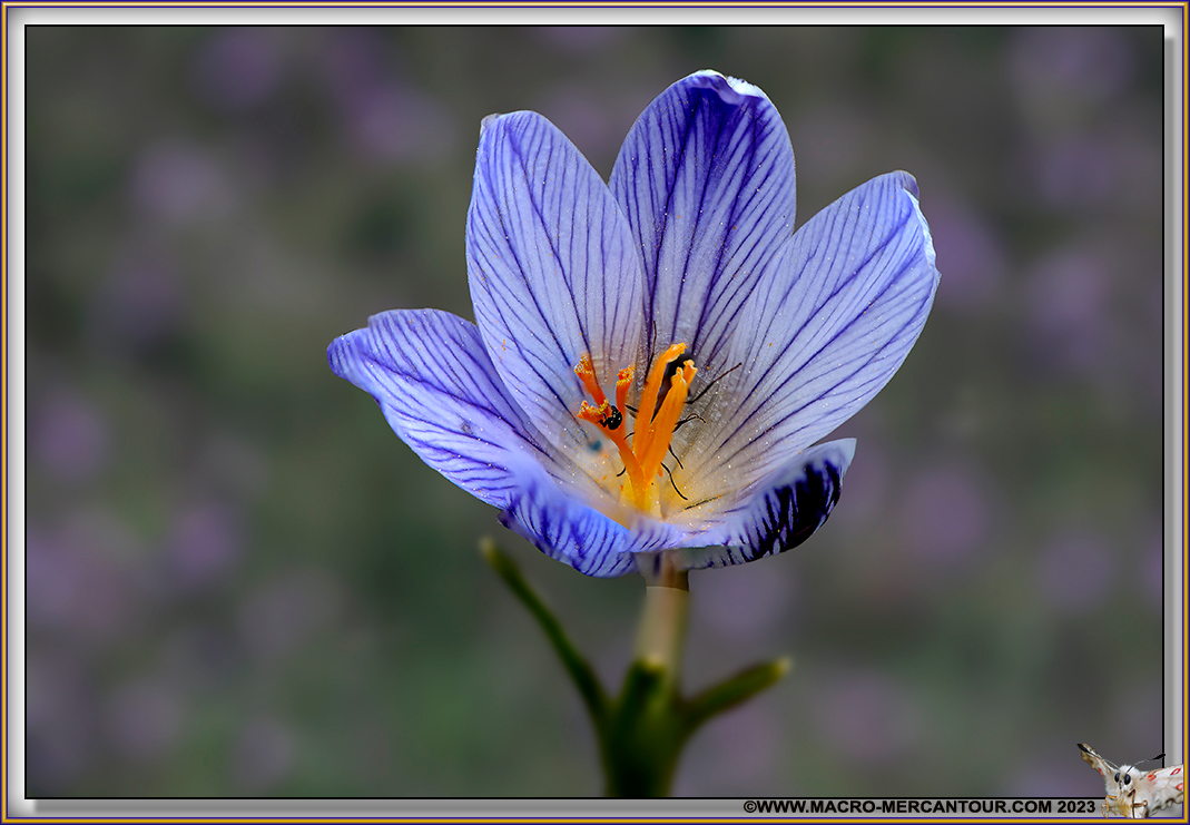 Crocus Versicolor